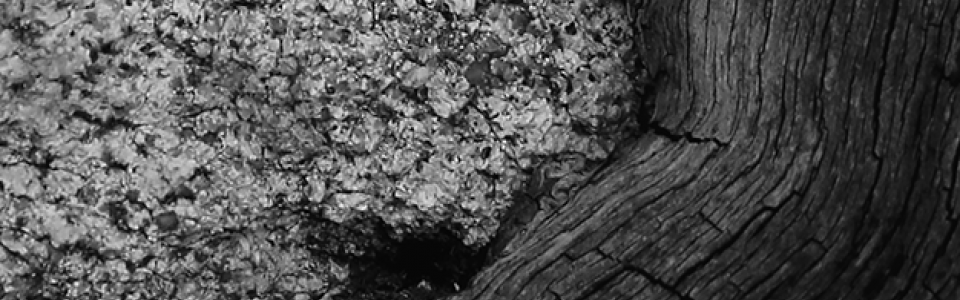 Tree whorl Image